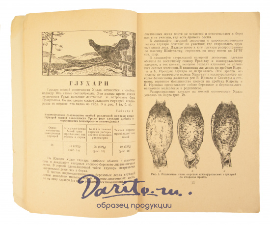 Антикварная книга «Охотничьи птицы Южного Урала»