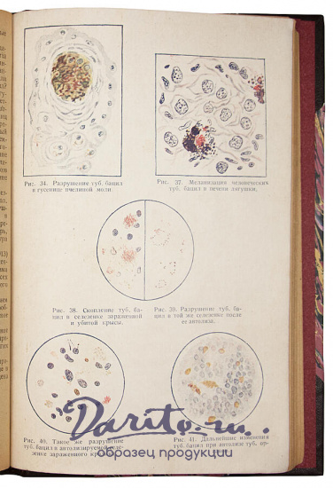 Антикварная книга «Биологические процессы разрушения бактерий»