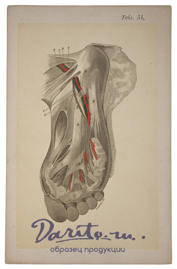 Антикварное издание «Пирогов Н.И. Хирургическая анатомия артериальных стволов и фасций. Атлас»
