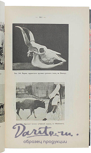 Антикварное издание «Происхождение домашних животных. Менделизм или теория скрещивания»
