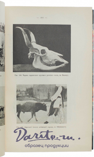 Антикварная книга «Происхождение домашних животных. Менделизм или теория скрещивания»