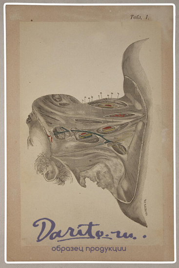Антикварное издание «Пирогов Н.И. Хирургическая анатомия артериальных стволов и фасций. Атлас»